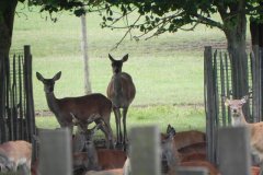 Deer-in-Sharpham-Park-2
