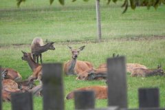 Deer-in-Sharpham-Park-3