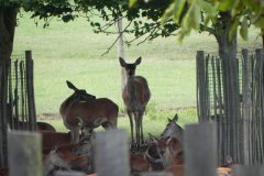 Deer-in-Sharpham-Park
