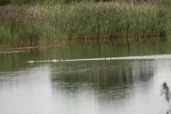 Mallards-on-Peat-Pond-at-Sharpham
