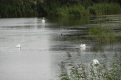 Peat-Excavation-Pond-by-Church-Farm-Bridge