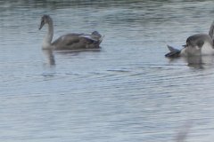 Signets-on-Peat-Pond-at-Sharpham-2