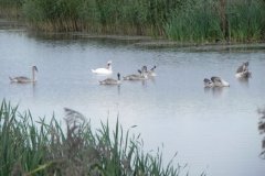 Signets-on-Peat-Pond-at-Sharpham-3
