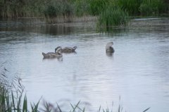 Signets-on-Peat-Pond-at-Sharpham