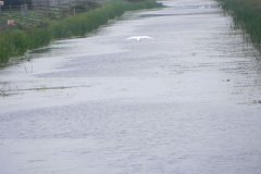 Swan-flying-to-Catcott-Bridge