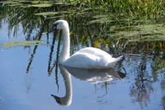 Swan-on-South-Drain-at-Street
