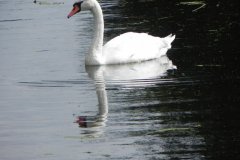 Swan-upstream-from-Sharpham-Bridge