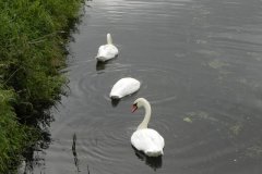 Swans-by-Church-Farm-Bridge