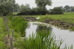 Rhyne-near-Catcott-Bridge