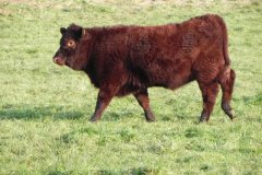 Devon-Red-Calf-by-Bimpit-Lane-2