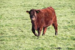 Devon-Red-Calf-by-Bimpit-Lane
