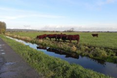 Devon-Red-by-Bimpit-Lane