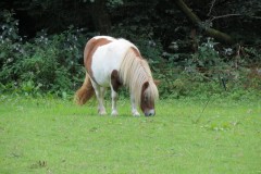 1.-Pony-by-Stawley-Mill
