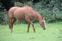 2.-Horse-by-Stawley-Mill