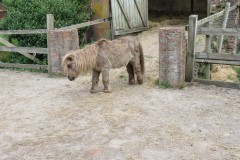 3.-Miniature-pony-by-Stawley-Mill