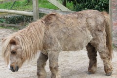 4.-Miniature-pony-by-Stawley-Mill