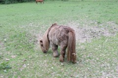 5.-Miniature-pony-by-Stawley-Mill