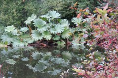 10.-Stawley-Mill-pond