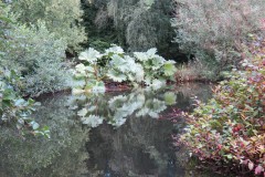 6.-Stawley-Mill-pond