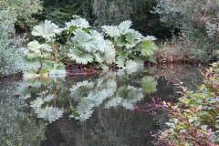 7.-Stawley-Mill-pond