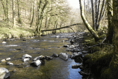 16. Flowing past Ashway Hat Wood