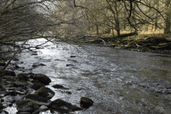 51. Flowing past Horse Wood