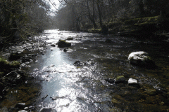57. Flowing past Horse Wood