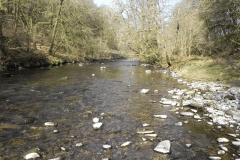 59. Flowing past Mill Ham Wood