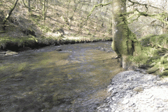 62. Flowing past Mill Ham Wood