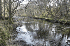 63. Flowing past Mill Ham Wood