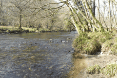 65. Flowing past Dibble Wood