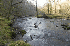 67. Flowing past Dibble Wood