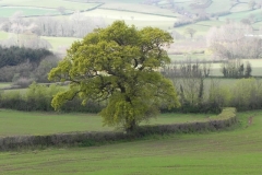 24. Tivington tree