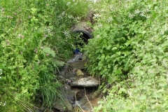 4. Downstream from Chapman's Farm