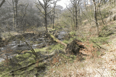 6. Log jam Hawkridge Ridge Woods