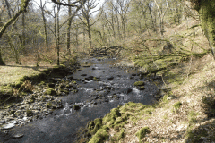 Flowing through Hawkridge Ridge Woods (1)