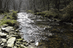 Flowing through Hawkridge Ridge Woods (11)