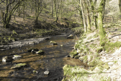 Flowing through Hawkridge Ridge Woods (12)