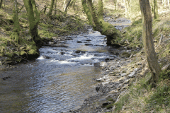 Flowing through Hawkridge Ridge Woods (13)