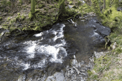 Flowing through Hawkridge Ridge Woods (14)