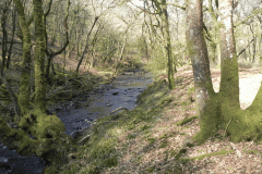 Flowing through Hawkridge Ridge Woods (15)
