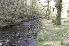 Flowing through Hawkridge Ridge Woods (3)