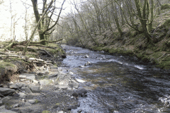 Flowing through Hawkridge Ridge Woods (4)