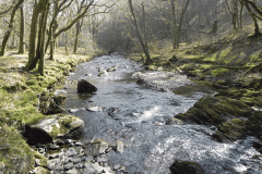 Flowing through Hawkridge Ridge Woods (7)