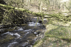 Flowing through Hawkridge Ridge Woods (8)