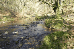 Flowing through Hawkridge Ridge Woods (9)