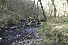 GFlowing through Buckminster Woods  (1)