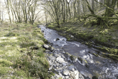 GFlowing through Buckminster Woods  (3)