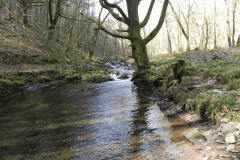 GFlowing through Buckminster Woods  (4)