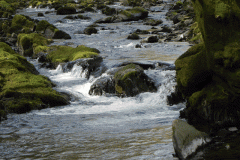 GFlowing through Buckminster Woods  (5)